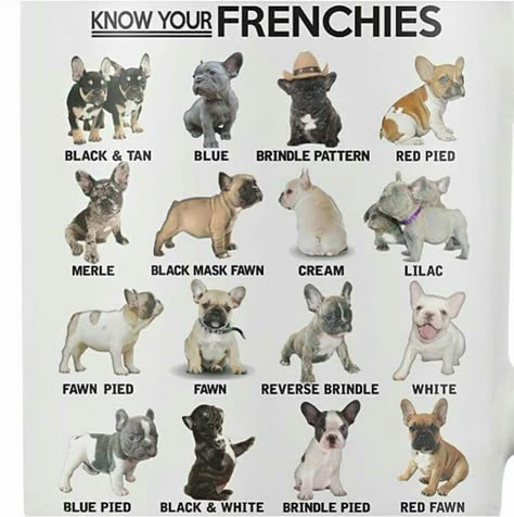 Know Your Frenchies. But mine is white with little black spots like a dalmatian 🤔 and yes, pure breed. Unique!! Frenchie Bulldog, Bulldog Francese, Frenchie Puppy, Cute French Bulldog, Bull Dogs, French Bull, French Bulldog Puppies, Boston Terriers, Bulldog Puppies