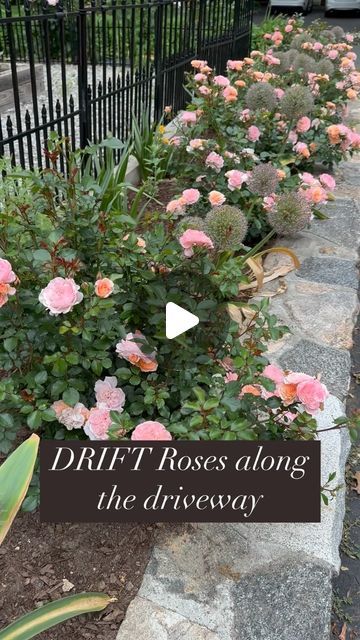 Panat on Instagram: "If you’re new to roses, it’s a good idea to start with varieties that are beginner-friendly before trying more challenging ones. One such rose that I highly recommend is the “Peach Drift” rose from the “Drift” family. These roses are exceptionally easy to grow and maintain. They boast excellent health and are resistant to black spots, making them a reliable choice for beginners. Additionally, their compact size, reaching only about 1.5’ tall, makes them perfect for the front of your garden. Give them a try, and you won’t be disappointed!   #rose #roseofinstagram #roses #roses🌹 #grownotflown #cutflowergarden #cutflowergarden #cutflowers #cutflowersfrommygarden #homegrown #homegrownflowers #astilbe #oryala #flowers #flowersofinstagram #flowerstagram #flowerarrangement # Knock Out Roses Landscape Ideas, Roses In Front Of House, Drift Roses Landscape Ideas, Rose Bushes Landscape, Peach Drift Roses, Rose Garden Ideas, Excellent Health, Rose Garden Landscape, Drift Roses