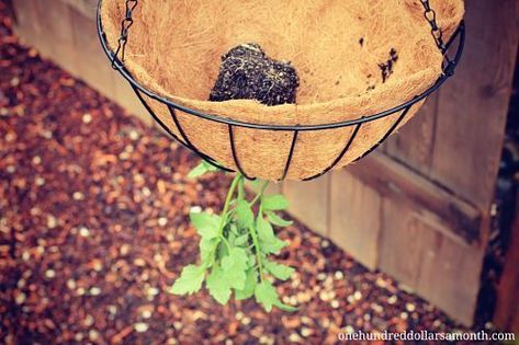 how to grow tomatoes upside down Tomato Hanging Basket, Tomato Planters, Tomato Growing Tips, Pruning Tomatoes, Tomato Problems, Best Tasting Tomatoes, Tomato Growers, Tomato Planter, Gardening Tomatoes