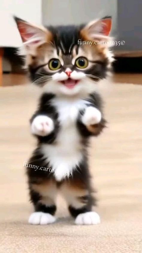 Good Night Animals, Funny Kitten Videos, Cats Dancing, Adorable Kittens Funny, Cat Dancing, Rare Albino Animals, Funny Animal Clips, Funny Cat Names, Good Morning Cat