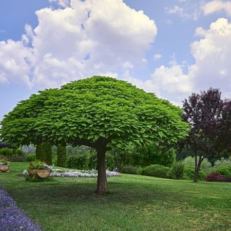 East of Eden Plants - Umbrella parasol trees Umbrella Tree Outdoor, Parasol Trees, Umbrella Tree, Backyard Garden Landscape, East Of Eden, Specimen Trees, Side Garden, Umbrellas Parasols, Family Garden