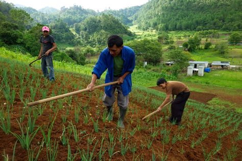 Farmers work in the Quiche Region of Guatemala. The 'Sustainable Rural Development Project' was co-financed by OFID, the Government of Guatemala and @IFAD . Rural Development Projects, Rural Development, Developing Country, The Government, Guatemala, Agriculture, Farmer, Sustainability, Government