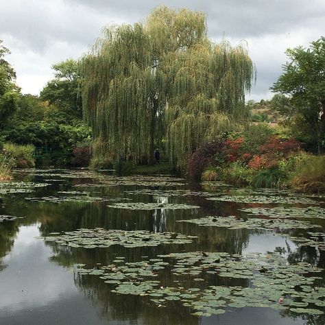 Swamp Reference, Claude Monet Giverny, Monet Giverny, Forest Gump, Willow Trees, Weeping Willow Tree, Twisted Tree, Earth Goddess, Weeping Willow