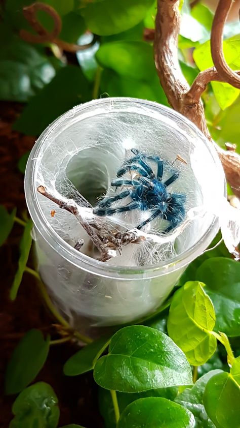 Tarantula Aesthetic, Tarantula Terrarium, Pet Tarantula, Arachnids Spiders, Spiders And Snakes, Spider Species, Pet Spider, Jumping Spider, Creepy Crawlies