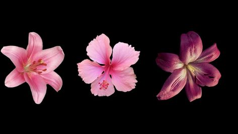 Flower Long Widget, Coquette Pc Wallpaper, Wallpaper Backgrounds Horizontal, Lenovo Wallpapers, Wallpapers Macbook, Ipad Customization, Laptop Wallpaper Quotes, Cute Screen Savers, Birth Signs