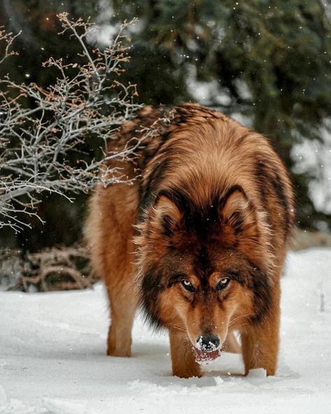 Wolfdog Hybrid, Wolf Dogs, Wolf Hybrid, Unique Dog Breeds, Dog Photograph, Beautiful Wolves, Pretty Dogs, Pretty Animals, Brown Dog