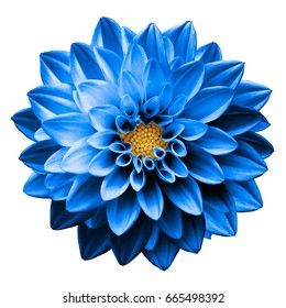 Flower On White Background, Stick Letters, Flower Dahlia, Bathroom Makeovers, Dark Blue Flowers, Blue Dahlia, Light Blue Flowers, Flowers Ideas, Creative Journal