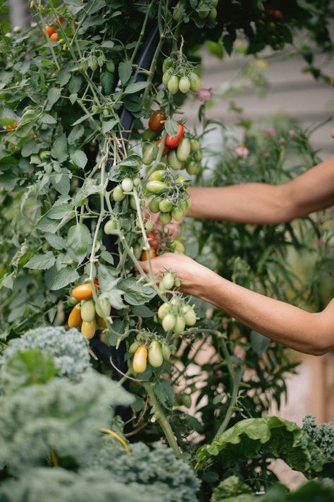 Cherry Tomato Trellis, Tomato Arch Trellis, Growing Cherry Tomatoes, Black Cherry Tomato, Flowers To Go, Big Tomato, Tomato Vine, Tomato Trellis, Arch Trellis