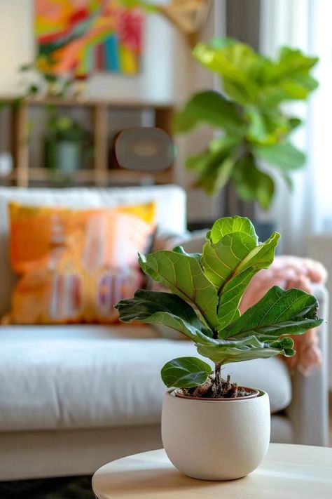 How To Revive A Fiddle Leaf Fig: Bringing Back To Life Fiddle Leaf Fig Aesthetic, Propagate Fiddle Leaf Fig, Mini Fiddle Leaf Fig, Leggy Fiddle Leaf Fig, Why Is My Fiddle Leaf Fig Dropping Leaves, West Elm Fiddle Leaf Fig, Balcony Bar, Backyard Balcony, Ficus Lyrata