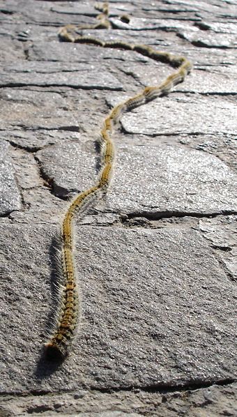 Pine processionary caterpillars in a procession. Poisonous Insects, Poisonous Animals, Endangered Plants, Cat Species, Moth Caterpillar, Arachnids, Reptiles And Amphibians, Weird Animals, Flora And Fauna