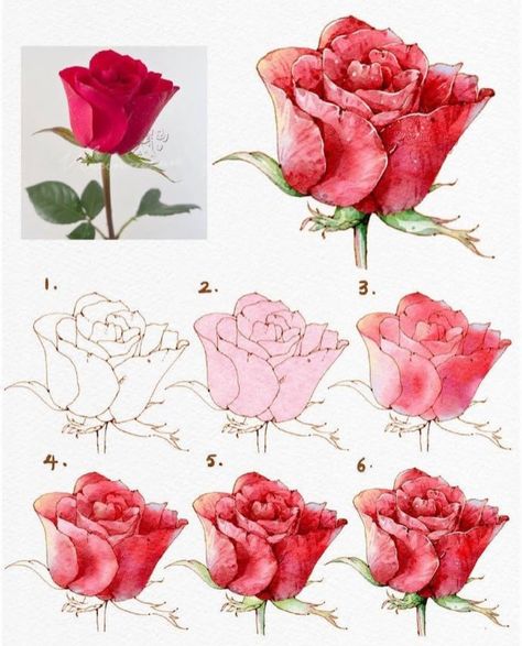 Rose Drawing Color, Beginner Watercolor Ideas, Drawing Rose, Painting Flowers Tutorial, Flower Drawing Tutorials, Watercolor Flowers Tutorial, Flower Art Drawing, Watercolor Roses, Flower Sketches