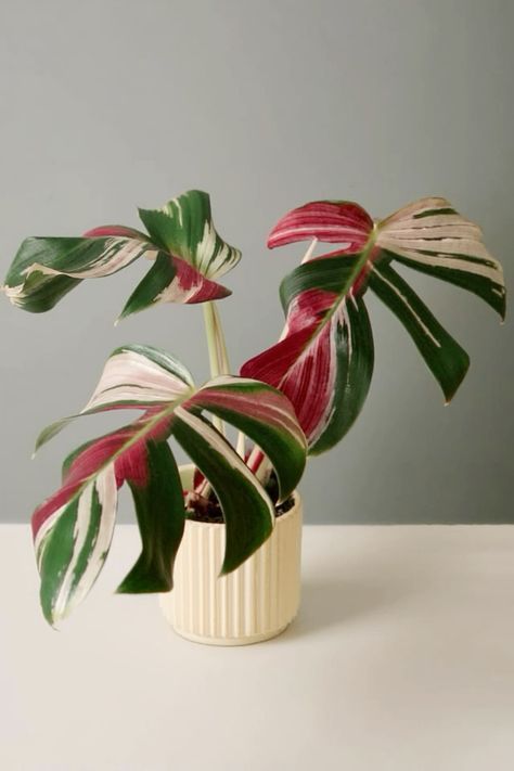 Indoor Plants Photography, Monstera Decoration, Monstera Albo Variegata, Exotic House Plants, Green Wall Plants, Pink Monstera, Flower Garden Images, Monstera Albo, Plant Fungus