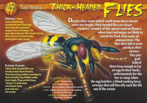 Tarantula Hawk Wasp, Tarantula Hawk, Disney Horses, Large Spiders, Trench Knife, Bees And Wasps, The Wasp, Monster Cards, Animal Book