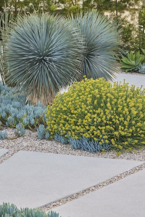 Yucca Rostrata, Succulent Landscape Design, Front Garden Design, California Garden, Mediterranean Landscaping, Australian Plants, Front Landscaping, Coastal Gardens, Fence Landscaping