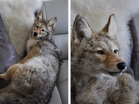 Soft Mount,Taxidermy Wolf Taxidermy Mounts, Soft Mount Taxidermy, Wolf Taxidermy, Taxidermy Dog, Taxidermy Diy, Taxidermy Fox, Taxidermy For Sale, Taxidermy Decor, Animal Taxidermy