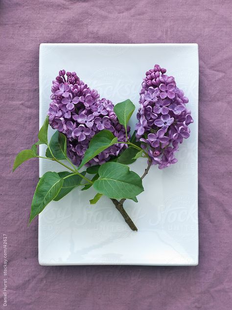 Lilac Tattoos, Lilac Photos, Lilacs Flowers, Lilac Photography, Lilac Branch, Lilac Tattoo, Lilac Painting, Plant Study, Lilac Blossom