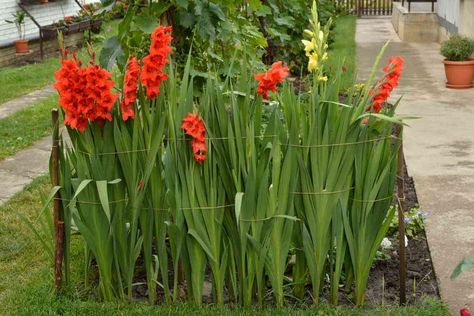 Gladiolus Planting Ideas, Gladiolus Landscaping Ideas, Gladiolus Flower Garden Ideas, Gladiolus Flower Garden, Gladiolus Growing Tips, How To Care For Gladiolus, Planting Gladiolus Bulbs, Growing Gladiolus Bulbs, Growing Gladiolus