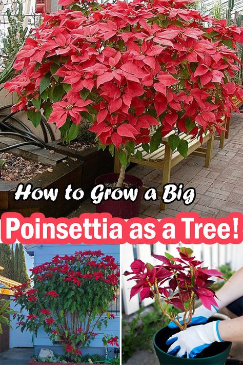 Learn How to Grow a Big Poinsettia as a Tree and flaunt this colorful specimen in your garden for a vivid in the festive season! Growing Poinsettia Plants, Coleus Plant, Poinsettia Tree, Poinsettia Care, Christmas Cactus Plant, Poinsettia Plant, Lucky Plant, Plant Care Houseplant, Christmas Plants