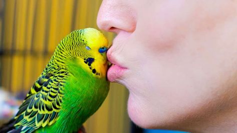 The budgie bird, though a little creature, is easily one of the most popular pet birds in the entire world ranking just behind cats and dogs. This cute and friendly bird is not only small but very inexpensive and if well trained, this bird can mimic human speech sounds. The origin of this bird's formal name "Budgerigar" remains a mystery but no matter what name you choose to call it, this bird makes a beautiful companion for both first-time pet owners and others. Though budgies are ... Budgie Bird, Budgies Bird, Fascinating Facts, Cats And Dogs, Pet Owners, Facts About, Pet Birds, Sprouts, Fun Facts