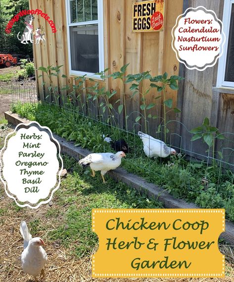 Guinea Hens, Herbs For Chickens, Cute Chicken Coops, Chicken Coop Garden, Backyard Chicken Coop Plans, Roof Ideas, Grow Herbs, Chicken Coop Run, Backyard Chicken Farming