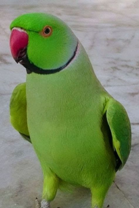 Ringneck Parrot Price in India (August 2022) Parrot Aesthetic, Aesthetic Assignment, Aesthetic Assignment Ideas, Indian Ringneck Parrot, Ringneck Parrot, Assignment Ideas, Indian Ringneck, Tips Diet, Ring Neck