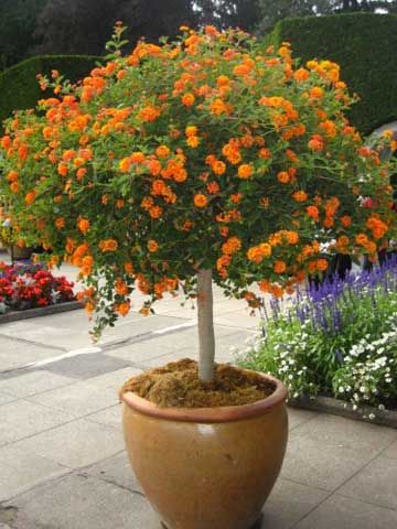 Have never seen Lantana in tree form! Nice! To start a lantana tree, plant a small plant in spring, into a larger container. Begin shaping the tree as soon as new growth begins. Attach the stem (sometimes multiple stems) to a support like a bamboo stake, then begin trimming away any new side shoots. Lantana Tree, Lantana Plant, Drought Tolerant Garden, Orange Plant, Low Maintenance Landscaping, Garden Containers, Drought Tolerant Plants, Diy Patio, Small Plants