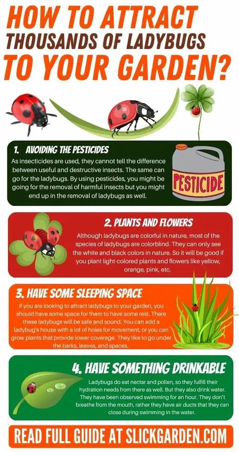 How To Attract Ladybugs To Your Garden, Ladybug Habitat, Neighborhood Garden, Bug Garden, Insect Garden, Ladybug House, Natural Gardening, Vege Garden, Harmful Insects