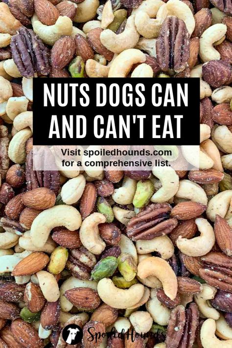 Keep your dog safe! Find a comprehensive list of nuts dogs can and can't eat on Spoiled Hounds. #pets #dogs #doglover #nuts #dogfood #dogtreats #peanuts #peanutbutter #almonds #cashews Things Dogs Cant Eat, Toxic Foods For Dogs, Foods Dogs Can Eat, Dog Biscuit Recipes, Healthy Dog Treats Homemade, Dog Wellness, Spoiled Dogs, Dog Health Tips, Dog Nutrition