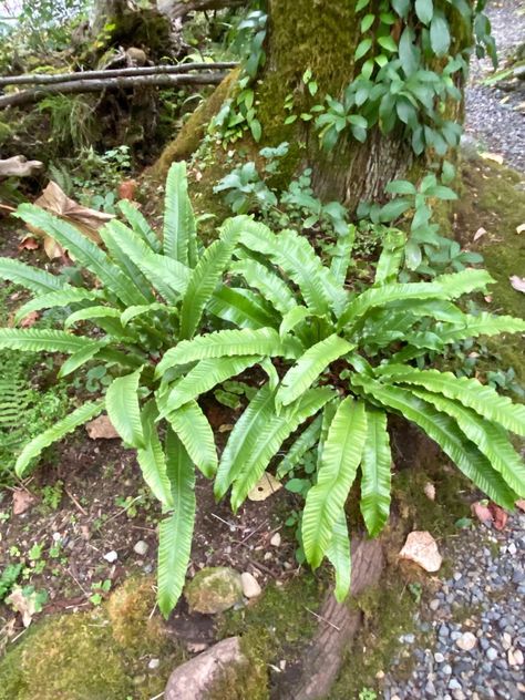 Asplenium scolopendrium. vF 9-15-22 Asplenium Scolopendrium, Plant Identification, 10 Things, Plants