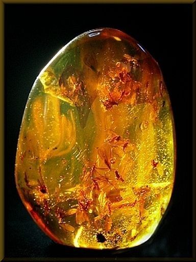 Spirit Art, Amber Fossils, Natural Amber, Amber Stone, Mineral Stone, Minerals And Gemstones, Small Animals, Rocks And Gems, Amber Jewelry