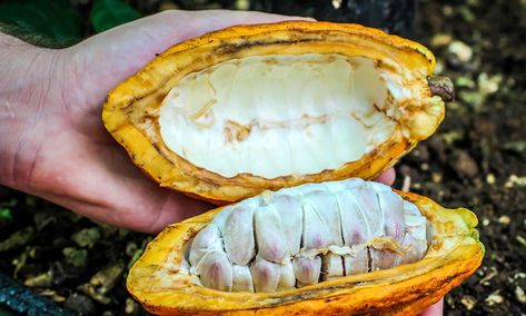 Tropical Fruit Photography, Bottles Decoration Wedding, Arenal Costa Rica, Costa Rican Coffee, Cacao Fruit, Coffee Chocolate, Fruit Photography, Costa Rican, Eat To Live