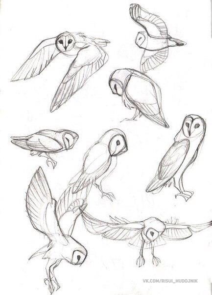 Owl reference Animal Sketch, Animal Drawings Sketches, Easy Animals, Drawing Eyes, Draw Animals, Drawing Animals, Animal Anatomy, Drawing Faces, Animal Reference