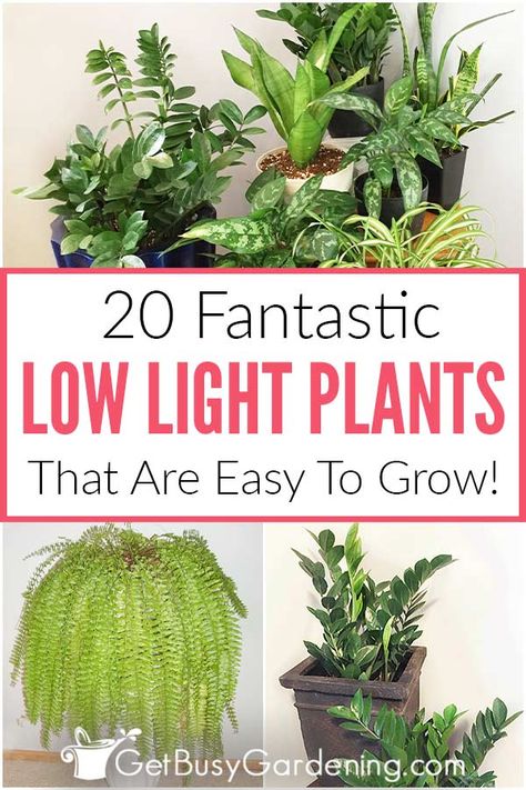 Want to brighten up your home with indoor plants, but lacking natural light? Then you need this list of twenty low light houseplants that are super easy to grow. These low maintenance plants all thrive in low light rooms like bedrooms and bathrooms. Several even grow quite large, or flower regularly. Whether you are looking for an easy succulent or air purifying plant for your dark room, there are lots of options for you. Find out which is the best indoor plant for your light conditions. Plants That Like Dark Rooms, Low To Medium Light Plants, Plants 101, Gardening Inside, Indoor Vines, Low Maintenance Indoor Plants, Easy Indoor Plants, Low Light House Plants, Indoor Plants Low Light