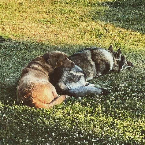 Chocolate Lab and German Shepard Brown Labrador, Book Edits, Chocolate Labrador, Chocolate Lab, Cuteness Overload, German Shepherd, Labrador, Lab, Collage