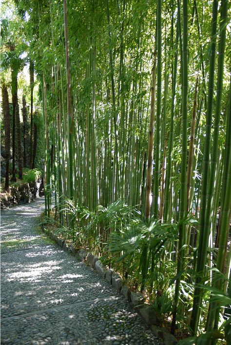 Live Bamboo Fence, Bamboo Landscape Design, Bamboo Garden Landscaping, Bamboo Pathway, Bamboo Screen Garden, Bamboo Privacy Screen, Bamboo Hedge, Bamboo Landscape, Privacy Screening