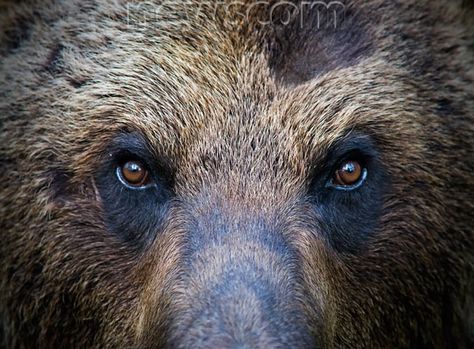 Bear Eyes Tattoo, Bear Eyes Drawing, Drawing Bears, Bear Eyes, Shape Study, Black Bears Art, Animal Close Up, Bear Tattoo Designs, Eyes Images