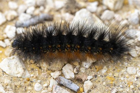 Woollybear caterpillars are making their seasonal journey to overwinter. A Texas A&M AgriLife expert explains. Black Caterpillar, Fuzzy Caterpillar, Wax Jewelry, Lost Wax Jewelry, Tiger Moth, Moth Caterpillar, Texas A M University, Lost Wax, Caterpillar