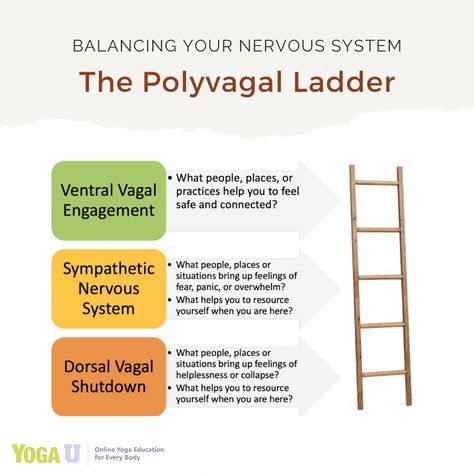 Polyvagal Theory Exercises, Polyvagal Ladder, Vagas Nerve, Nerve Exercises, Vagus Nerve Stimulator, Therapist Resources, Yoga Health Benefits, Polyvagal Theory, Somatic Healing