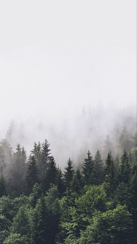 Green Nature Wallpaper, 숲 사진, Iphone Wallpaper Hd, Look Wallpaper, Minimal Wallpaper, Foggy Forest, Landscape Photography Nature, Pretty Landscapes, Phone Wallpaper Patterns