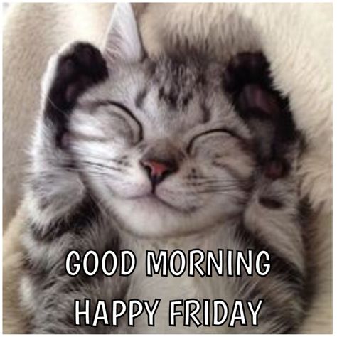 Friday Cat Humor, Gn Images, Friday Thoughts, Happy Friday Morning, Friday Cat, Good Morning Cat, Good Morning Motivation, Morning Cat, Good Morning Happy Friday