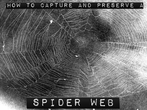 How To Preserve Spider Web, Spider Web Preservation, How To Preserve A Spiderweb, Spiderweb Preservation, Preserving Spider Web, Spider Web Frame, Framed Spider Web, Pinning Butterflies, Diy Spider Web