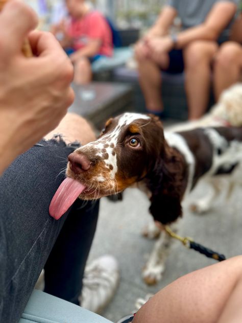 #dog #englishspringerspaniel #springerspaniel #puppy #cute #spaniels Sprinter Spaniel, Springer Spaniel Puppy, English Springer Spaniel Puppy, Springer Spaniel Puppies, Puppy Cute, Spaniel Puppies, English Springer, English Springer Spaniel, Springer Spaniel