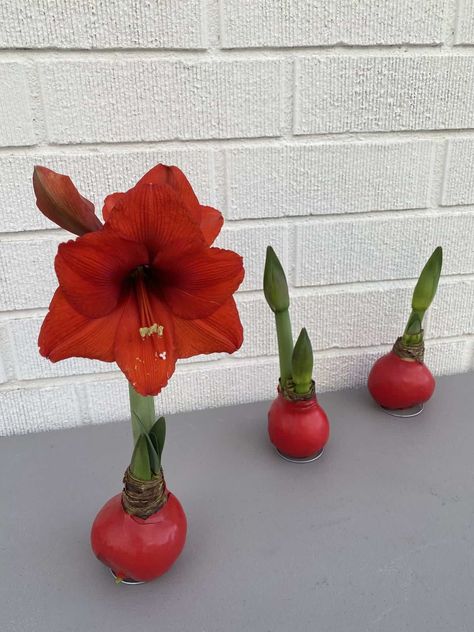 Waxed Amaryllis Bulb Plant Care - Get Busy Gardening Amaryllis In Glass Vase, Amarilis Flower, Waxed Amaryllis Bulbs, Amaryllis Plant, Amaryllis Flowers, Amaryllis Bulbs, Christmas Flowers, Planting Bulbs, Plant Care