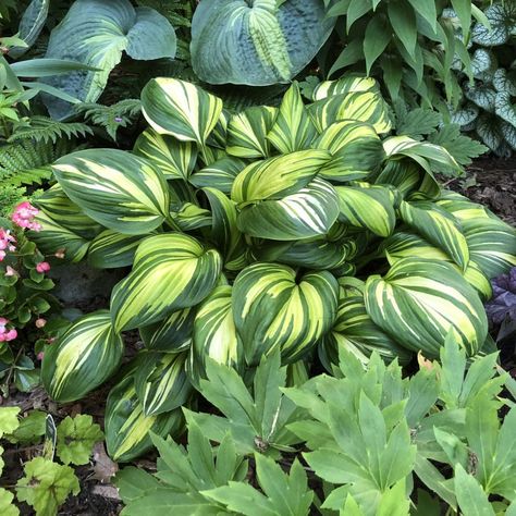 Hosta Care - Planting, Growing & Cultural Information Large Hosta Varieties, Sum Substance Hosta, Hosta Care, Wide Brim Hosta, Variegated Hosta, Hosta Elegans, Small House Garden, Companion Planting Vegetables, Hosta Halcyon