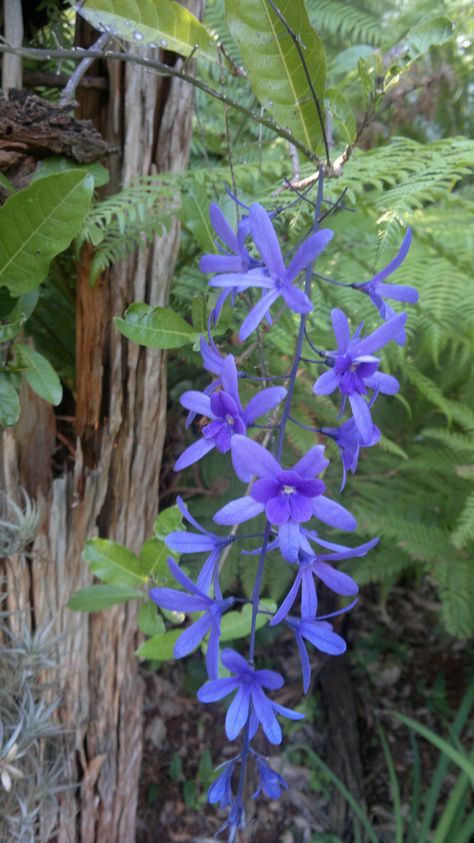 Petra Flowers Petra Plant, Outdoor Flowering Plants, Pink Plants, Pink Plant, Plant Flower, Flowering Plants, Planting Flowers, I Hope, Canning