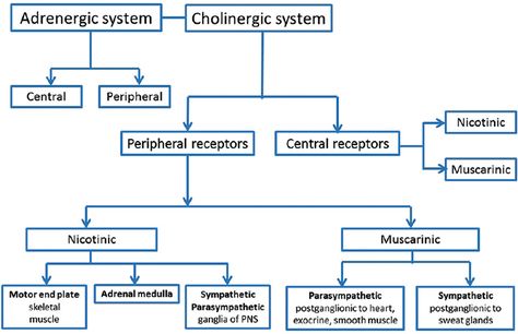 Receptors Nervous System, Cholinergic Receptors, Muscarinic Receptors, Nursing School Prep, Adrenal Medulla, Neuromuscular Junction, Crna School, Physician Assistant School, Adrenergic Receptors