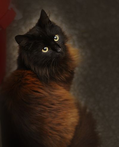 Birdpaw(song) she is pretty, mysterious, quiet, observant, and calm. She is trained by applefall because she wants to be seen as more than just a pretty she cat. Dark Brown Cat, Brown Kitty, Chocolate Cat, Söt Katt, Pretty Kitty, Brown Cat, A Black Cat, Domestic Cat, Sweet Chocolate