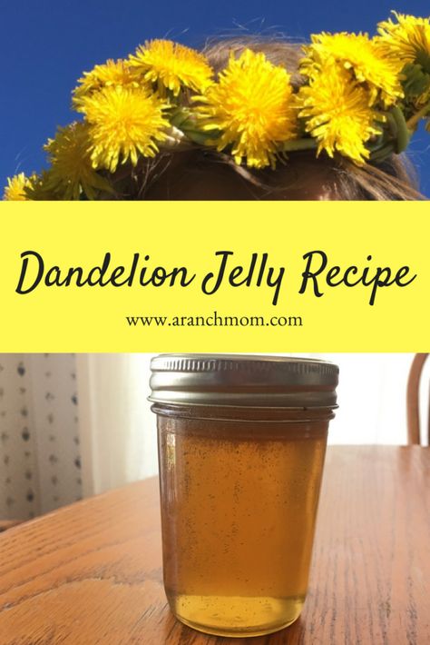 Dandelion jelly is such a pioneer-ish thing to make, isn't it? We discovered that we really enjoy the stuff. If you have a source of dandelions that aren't sprayed with pesticides, then you should try it! Dandelion Jelly Recipe, Chokecherry Jelly, Nostalgic Recipes, Bath Jellies, How To Make Jelly, Homestead Recipes, Dandelion Tea, Canned Soup, Dandelion Jelly