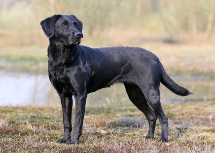 Black Labrador Retriever Puppies Pure Breed Rottweiler Mix Puppies, American Labrador, Labrador Retriever Facts, Australian Cattle Dog Mix, Black Labrador Dog, Black Labrador Retriever, Labrador Retriever Puppies, Labrador Retrievers, Lab Puppies