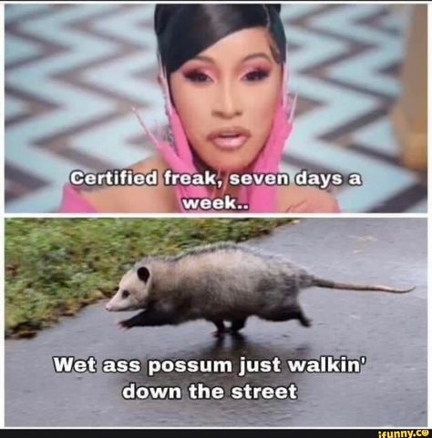 Found on iFunny Awesome Possum, Perfectly Timed Photos, Memes Of The Day, Trash Panda, Animal Memes, Funny Photos, Dankest Memes, Really Funny, I Laughed